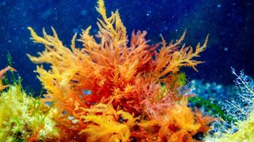 Black Sea algae. Red algae on rocks in the Black Sea photo