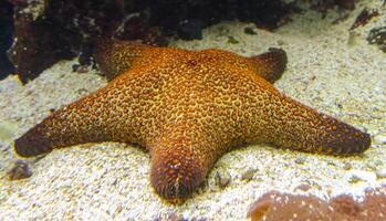 Pentaster sp. - starfish in a marine aquarium, Odessa photo