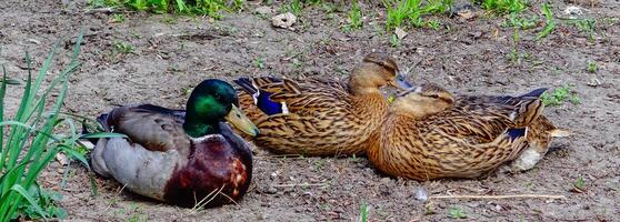 The mallard or wild duck Anas platyrhynchos, close-up of resting birds, Ukraine photo