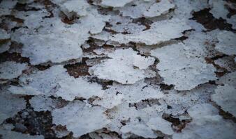 Crystals of self-sedimentary table salt on the shore photo