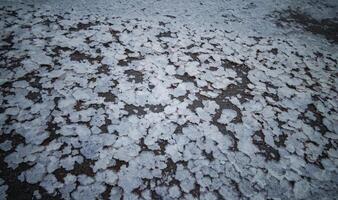 Crystals of self-sedimentary table salt on the shore photo