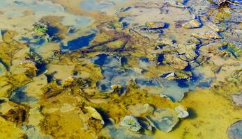 Single-celled green, diatom and blue-green algae in a salt puddle on the bank photo