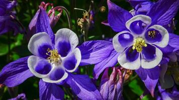 European columbine, common columbine Aquilegia vulgaris - unusual white and purple flowers photo