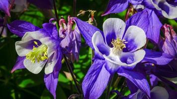 European columbine, common columbine Aquilegia vulgaris - unusual white and purple flowers photo