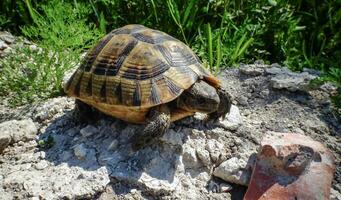 Hermann's tortoise Testudo hermanni, adult turtle in the steppe on the Black Sea coast photo