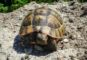 Hermann's tortoise Testudo hermanni, adult turtle in the steppe on the Black Sea coast photo