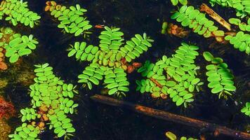 Floating fern, floating moss, water butterfly wings Salvinia natans, Yalpug, Ukraine photo