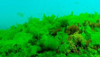 Green algae on the seabed Ulva, Enteromorpha, Cladophora photo