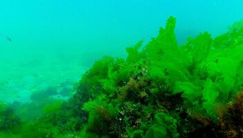 Green algae on the seabed Ulva, Enteromorpha, Cladophora photo