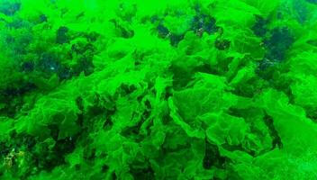 Green algae on the seabed Ulva, Enteromorpha, Cladophora photo