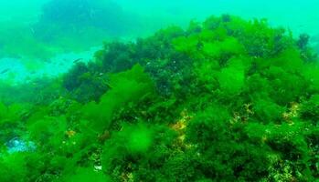Green algae on the seabed Ulva, Enteromorpha, Cladophora photo