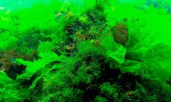Green algae on the seabed Ulva, Enteromorpha, Cladophora photo
