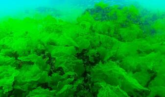 Green algae on the seabed Ulva, Enteromorpha, Cladophora photo