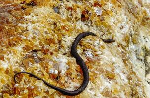 The dice snake Natrix tessellata, rare black form - melanistic water snake on the Black Sea coast in Bulgaria photo
