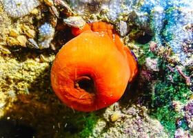 Beadlet anemone Actinia equina, sea anemones on underwater rocks photo
