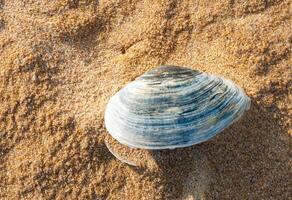 Shells of the clam Mya arenaria on the shore. Tiligul Liman, Odessa region photo