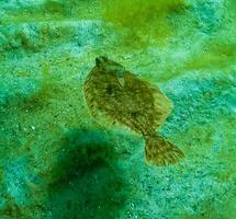 Black Sea, European flounder Platichthys flesus luscus floats in the water column photo