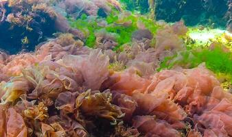 Green, red and brown algae on the seabed Ulva, Enteromorpha, Ceramium, Cladophora, Porphira photo
