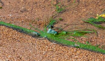 Harmful algal bloom Microcystis aeruginosa in the Khadzhibeyskyi Liman photo