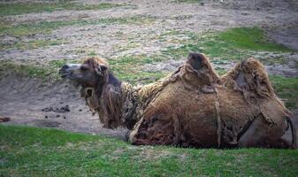 The Bactrian camel Camelus bactrianus the animal molts in summer and rests in the sun photo