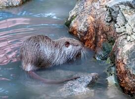 The coypu Myocastor coypus, also known as the river rat or nutria photo