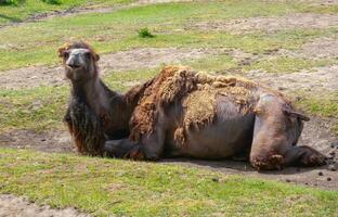 The Bactrian camel Camelus bactrianus the animal molts in summer and rests in the sun photo