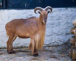 The Barbary sheep Ammotragus lervia, animal in an aviary at Askania-Nova Zoo photo