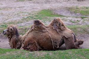The Bactrian camel Camelus bactrianus the animal molts in summer and rests in the sun photo
