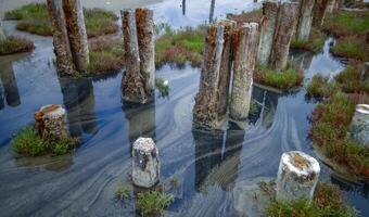 Self-settling salt on wooden logs. Hypersaline water in a drying lake, an environmental problem. Black Sea photo