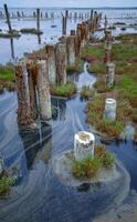 Self-settling salt on wooden logs. Hypersaline water in a drying lake, an environmental problem. Black Sea photo