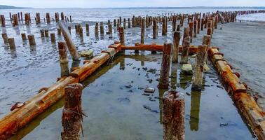 Self-settling salt on wooden logs. Hypersaline water in a drying lake, an environmental problem. Black Sea photo