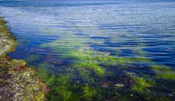Red and Green algae and seagrass Zostera noltii in the shallow waters of the Tiligul estuary photo