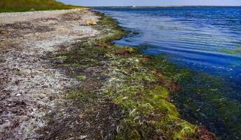 green and red algae washed up on the shore of a shallow, drying estuary photo