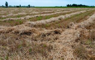 Mowed wheat in shafts dries on the field, Ukraine photo