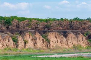 Burnt steppe vegetation on the clay bank of the upper reaches of the Tiligul estuary, Ukraine photo