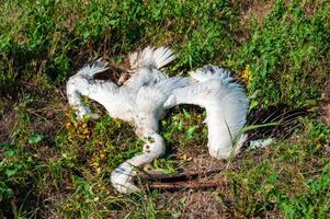 Dead pink pelican on the bank of the estuary, crashed on the wires of power lines, Ukraine photo