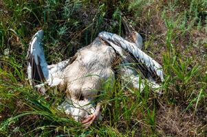 Dead pink pelican on the bank of the estuary, crashed on the wires of power lines, Ukraine photo