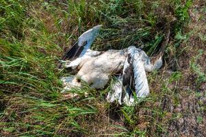 Dead pink pelican on the bank of the estuary, crashed on the wires of power lines, Ukraine photo