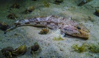 Sea fish Knout goby Mesogobius batrachocephalus lies on the bottom covered with seashells photo