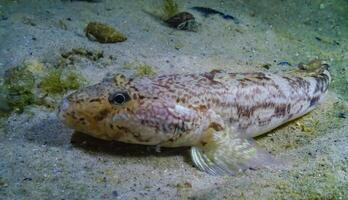 Sea fish Knout goby Mesogobius batrachocephalus lies on the bottom covered with seashells photo