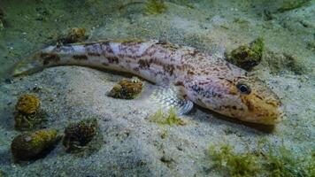 Sea fish Knout goby Mesogobius batrachocephalus lies on the bottom covered with seashells photo