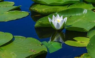 Beautiful white water lily Nymphaea alba flowers on the water surface photo