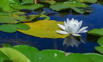 Beautiful white water lily Nymphaea alba flowers on the water surface photo