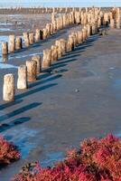 Self-settling salt on wooden logs. Hypersaline water in a drying lake, an environmental problem photo