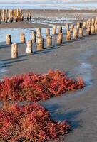 Self-settling salt on wooden logs. Hypersaline water in a drying lake, an environmental problem photo