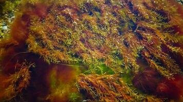 Brown algae macrophytes Cystoseira barbata and other green and red algae at the bottom of the Tiligul estuary photo