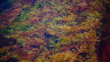 Brown algae macrophytes Cystoseira barbata and other green and red algae at the bottom of the Tiligul estuary photo