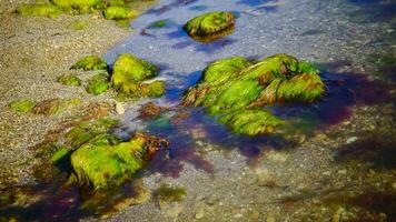 Brown algae macrophytes Cystoseira barbata and other green and red algae at the bottom of the Tiligul estuary photo