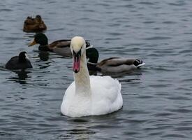 The mute swan Cygnus olor, an adult bird with a red beak swims in the sea photo