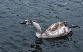 Young birds mute swan Cygnus olor, a bird with variegated feathers swims photo
